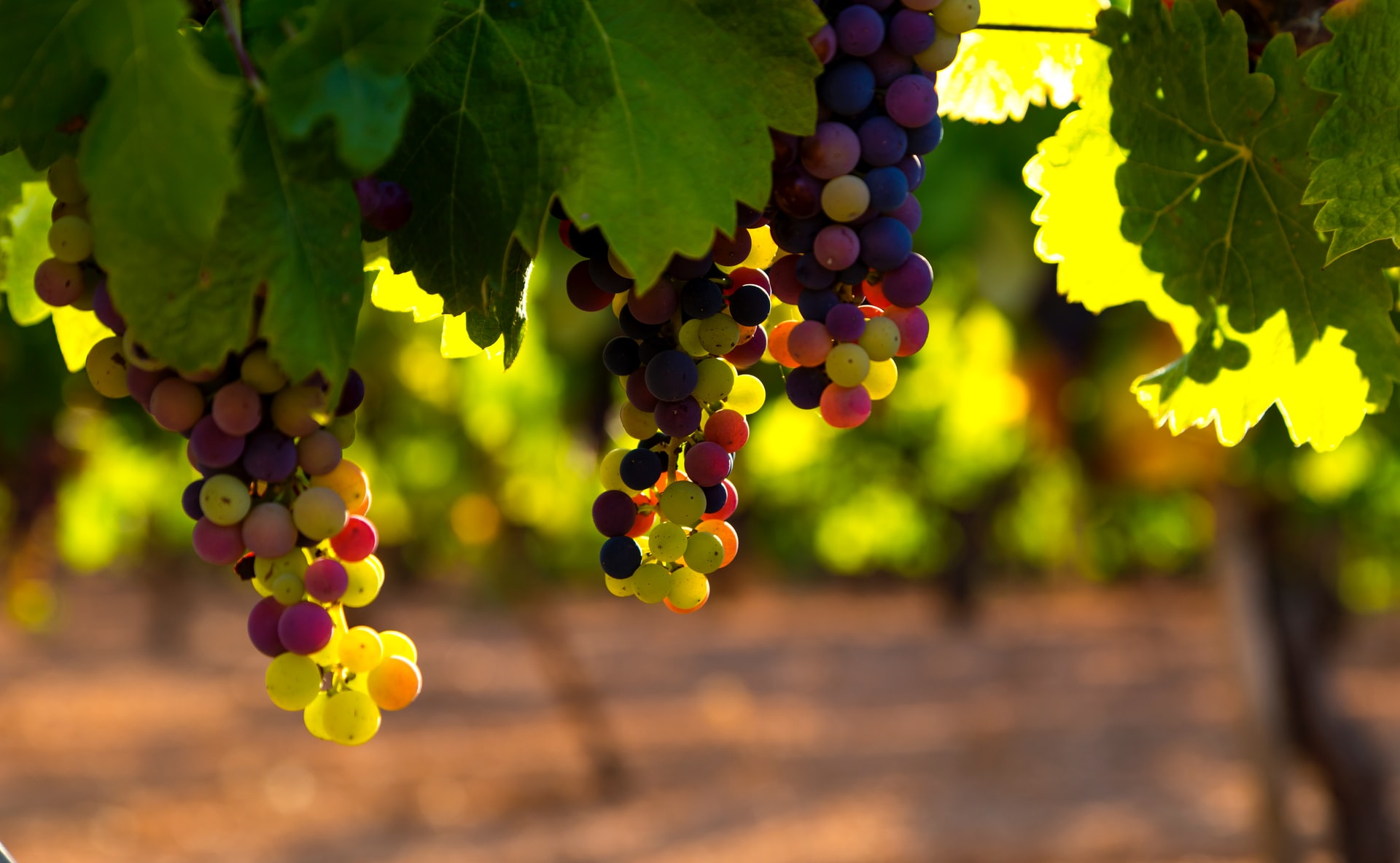 vinogradare